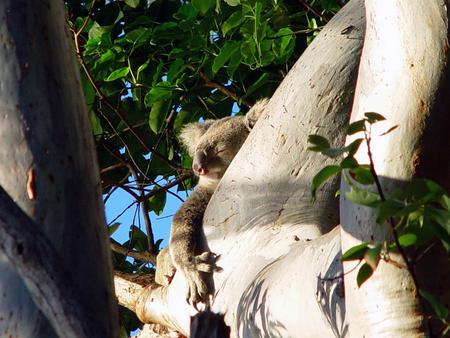 Sleeping Koala - koala, animal, nature, sleeping, tree, australia