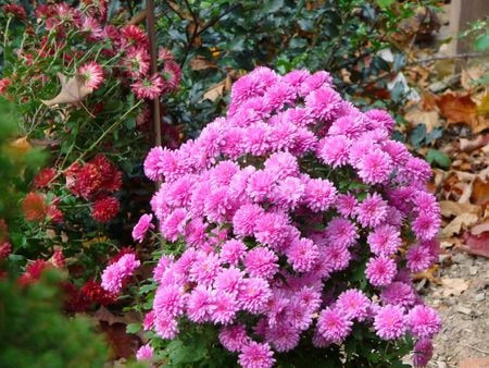 mums-from-marks-momsmall - nature, pink, red, flowers, colors, flower