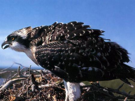 Young Osprey