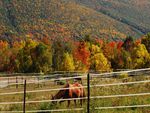 lucky horse with a viewsmall