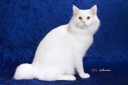 White American Bobtail cat - colour, blue, photo, cat, male, american, white, animal, bobtail, background