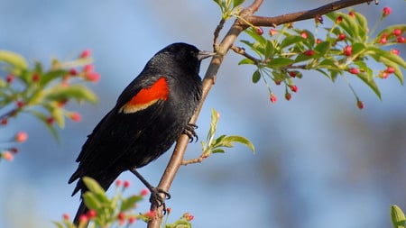 Black_Bird - bird, black, yellow, red