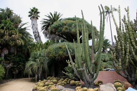 Cactus garden - beautiful, california, garden, cactus