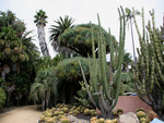 Cactus garden