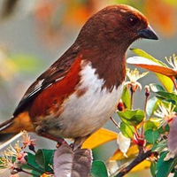 Female Rufous
