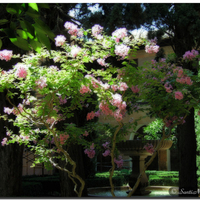 Spring in Patio