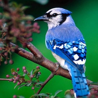 Blue-Bird