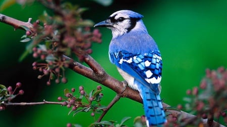 Blue-Bird - bird, small, white, blue