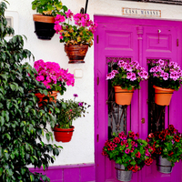 purple door