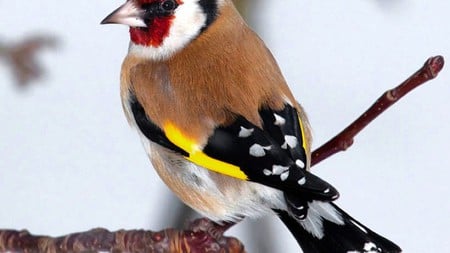 Beautiful Bird - white, brown, black, bird