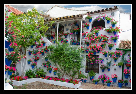 Patio de Flores - stears, lemon tree, white, colour, red, blue, beautiful, potflowers, green, plant, patio, flower