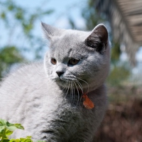 little grey