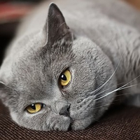 I am big grey now....