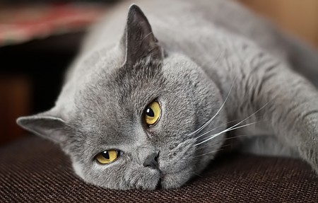 I am big grey now.... - cat, grey, beautiful, big, resting