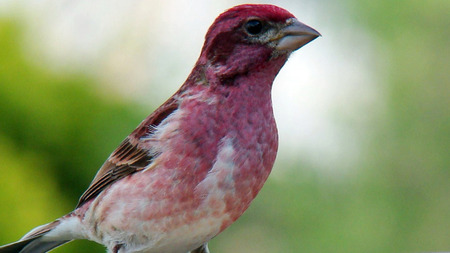 Untitle - bird, small, pink, dark