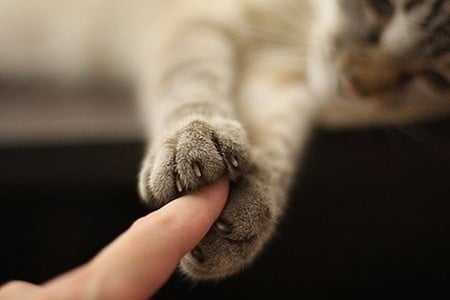 Love - paw, love, cat, hand, loving, kitten