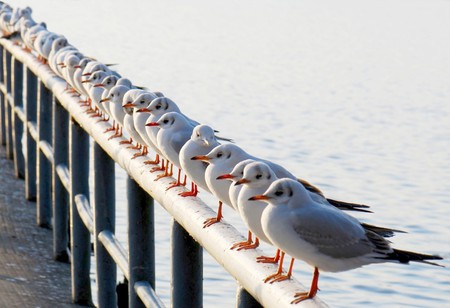 Seagulls - seagulls, gulls, pier, sea, birds