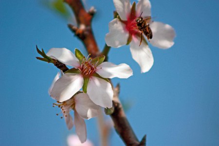 The bee and the flower - blue sky, bee, flower, nature