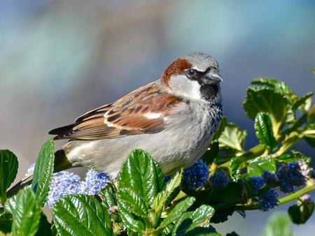 sparrow - sparrow, birds, branch, animals