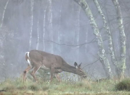 misty morning doe - misty, morning, doe, forest