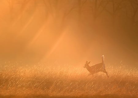 harmony - harmony, misty, morning, roe