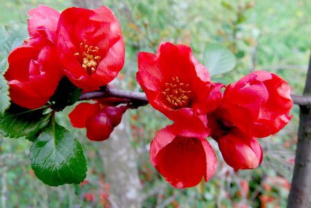 red - nature, flowers, branch, red