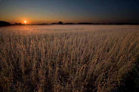 soybean-original - sunsets, sky, forest, landscape, photography, soybean, nature