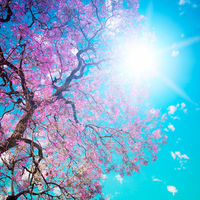 Beautiful tree blossom