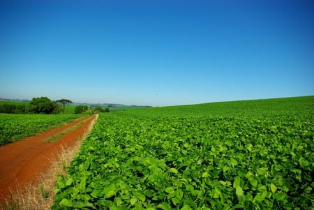 green soybean original - nature, sky, landscape, forest, soybean, blue, photography, green