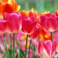 Beautiful tulips