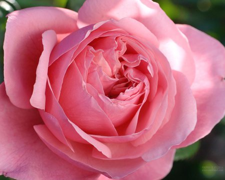 pink rose for my friend Nerea - pink gardenrose, close up, beautiful