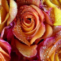 Amazing roses