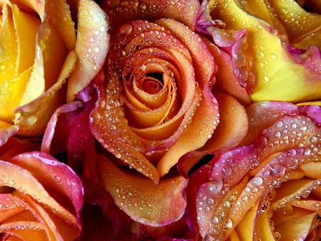 Amazing roses - flowers, roses, yellow, water drops, drops, lilac, beauty