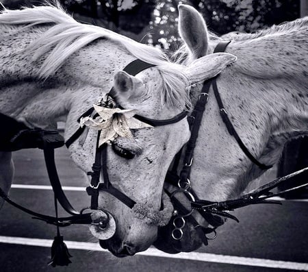 Horses black and white