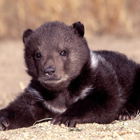 Black bear cub