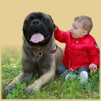cute Bullmastiff