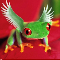 FLYING FROG