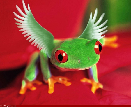 FLYING FROG - red, flying, frog, tree, eyed