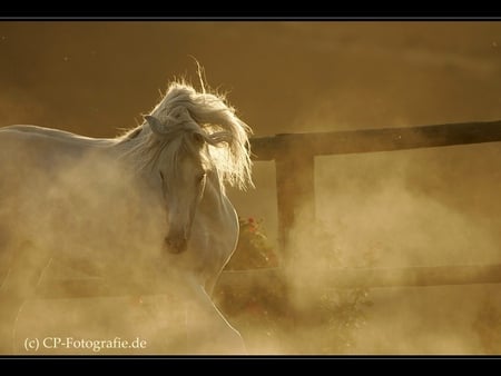 Dust At Midday - horses, spanish, grey, andalusian, dust