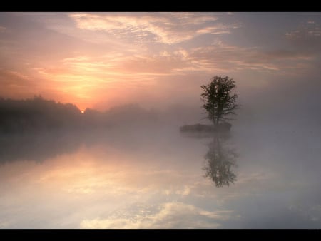 foggy sunset - beauty, nature, fog, tree