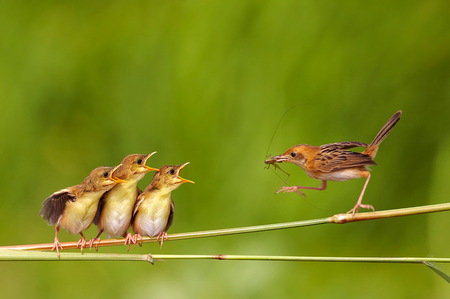 22 - nature, songbirds, beecatcher, cute, bird, birds, finch