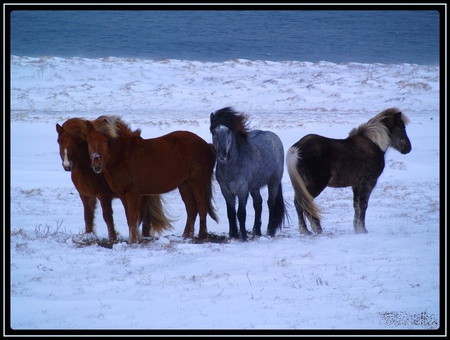 Winter beauty - horses, white, beauty, brown, popular, blue, animals, winter