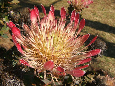 Protea - flower, protea, nature, perfection