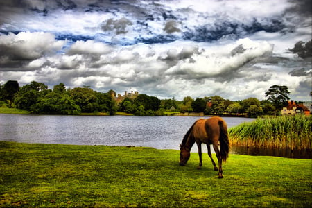 Lone pony - beauty, sky, pony, landscape, forests, animals, water, summer, ponies, sesons, lakes, clouds, eating, grass, pond, contrast