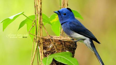 Black Naped Monarch - bird, white, blue, beautiful