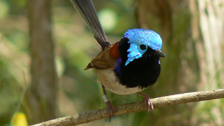 Beautiful Bird - beautiful, small, cute, bird