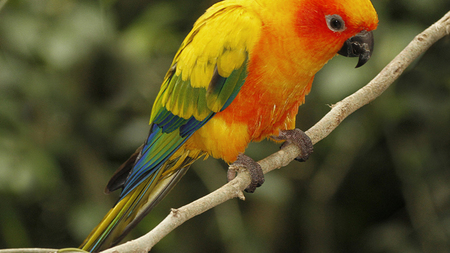 Colorful Bird - bird, yellow, red, green