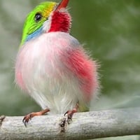 Colorful Bird