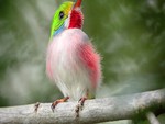 Colorful Bird