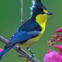 Feathers Hat Bird